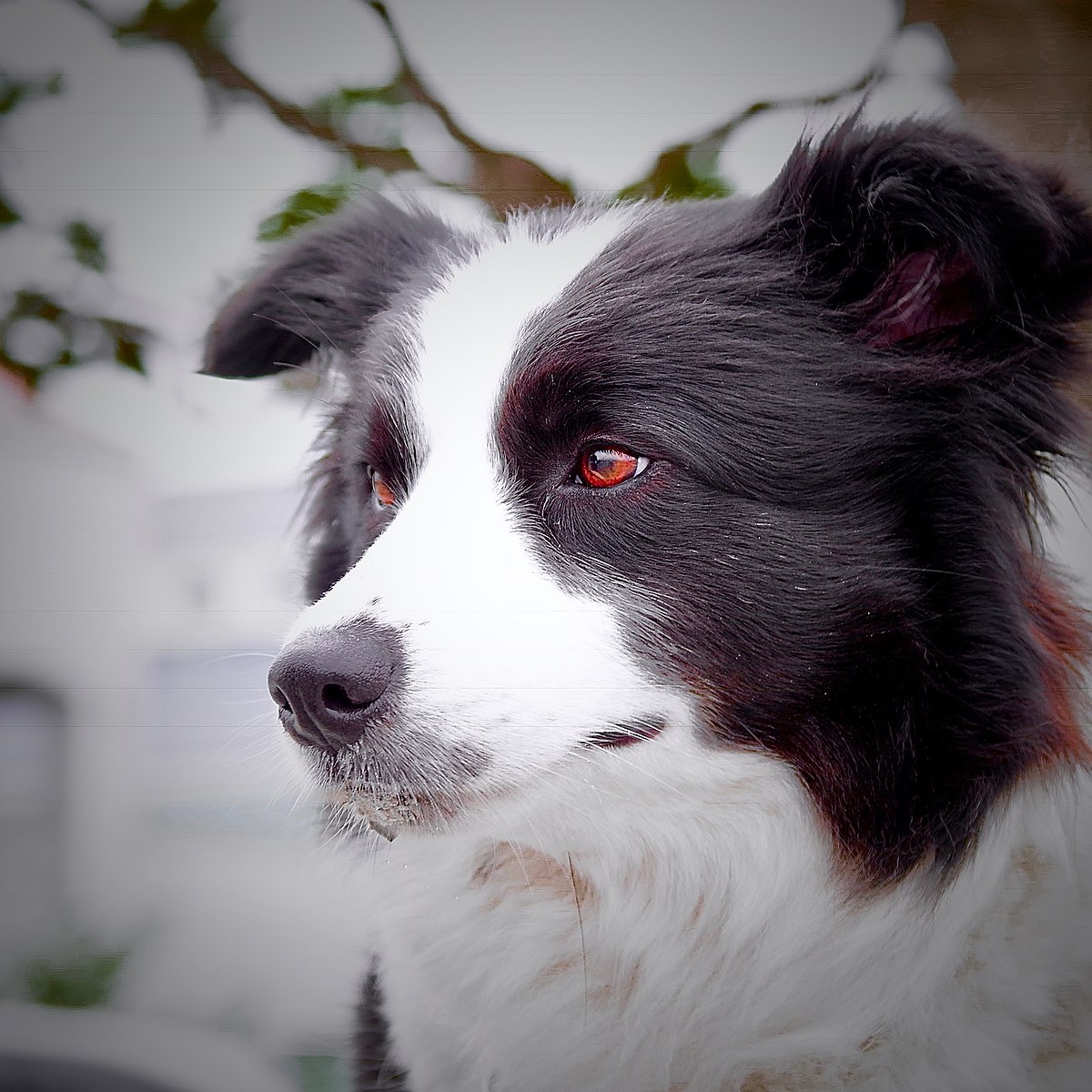 1200px Border Collie Taking Break At Park