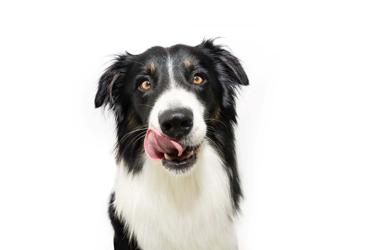 Border Collie Appartement