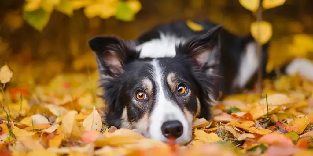 Chien Border Collie Husse 1