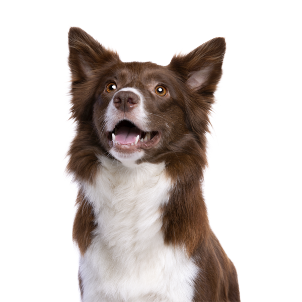 Pet Fb4kpyab.png