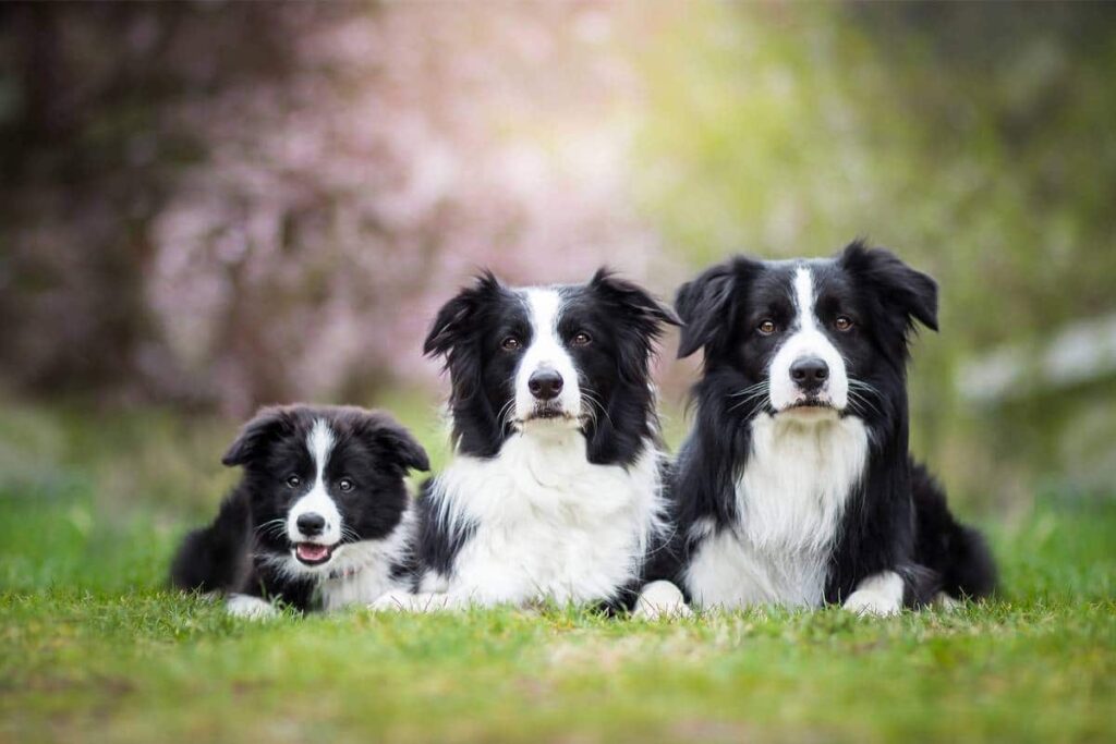Border Collie (1)