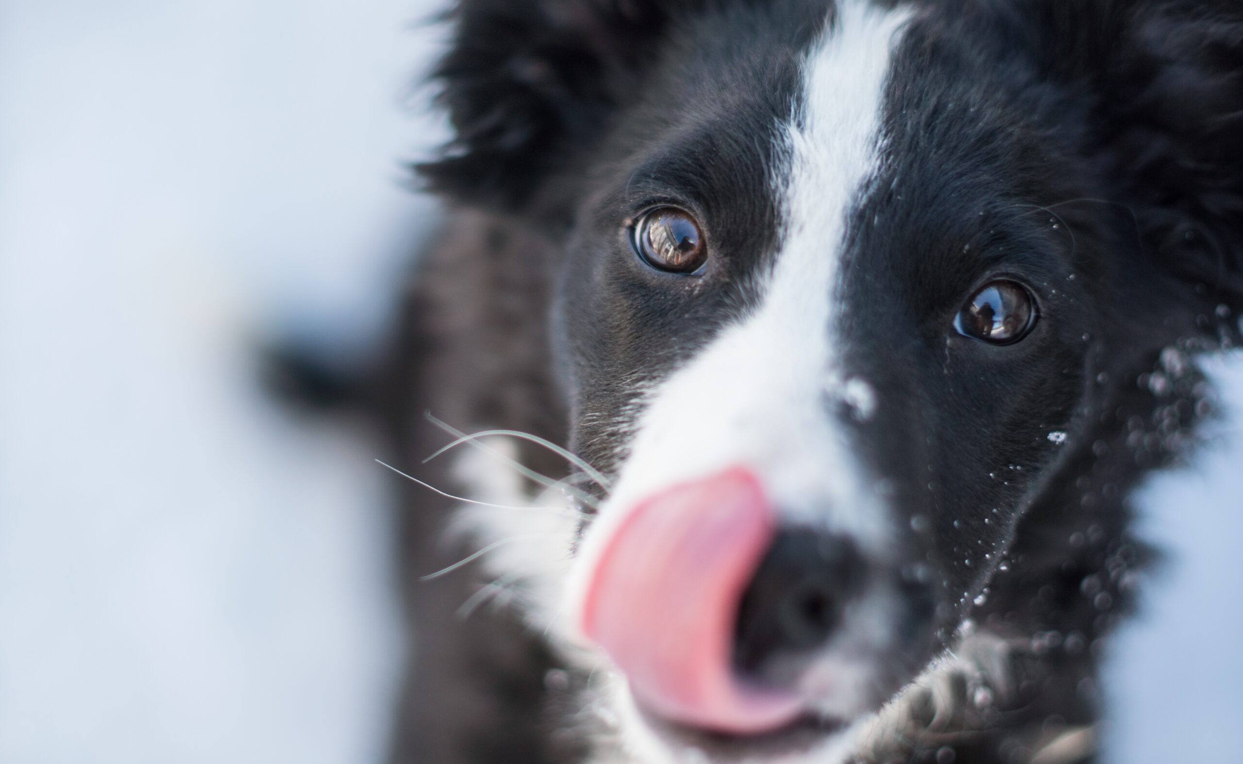 Border Collie Cover