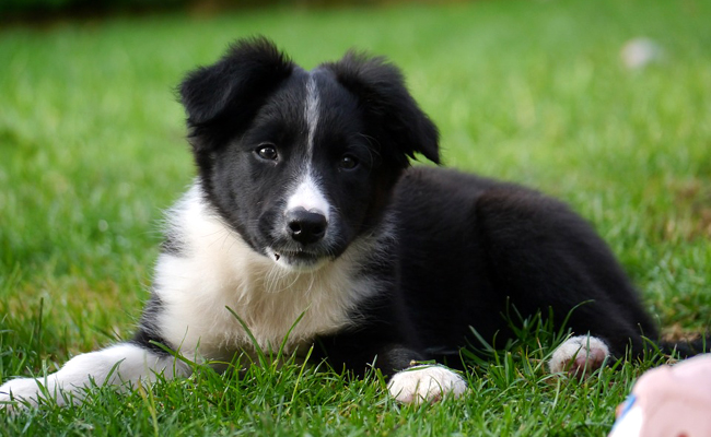 Chiot Border Collie 094519