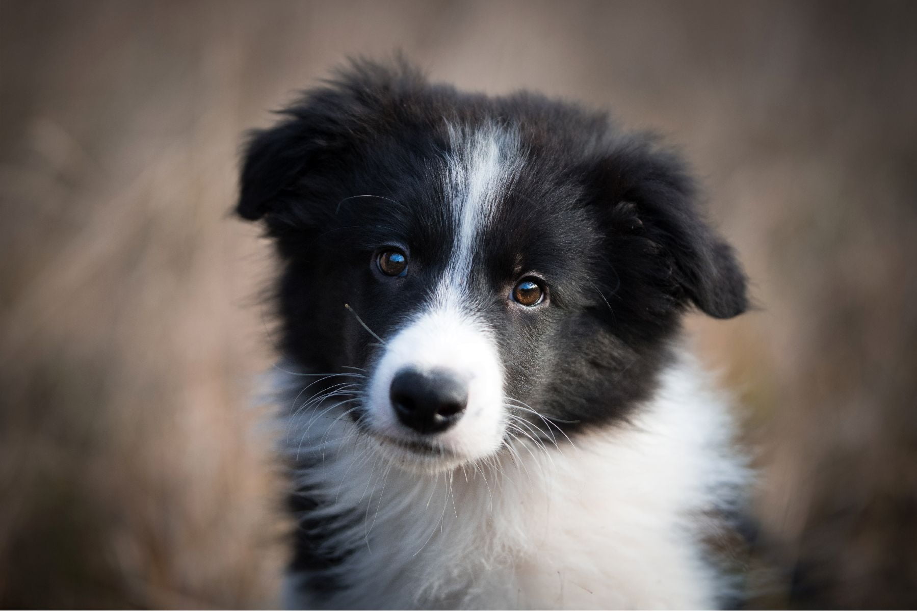 Chiot Border Collie 5
